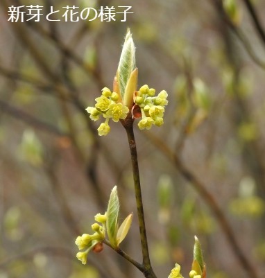 クロモジ 植木組合