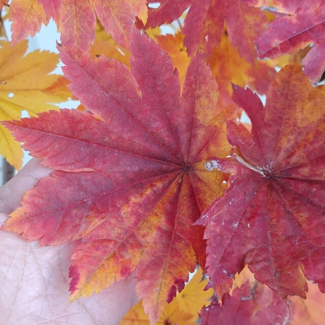 1242　ハウチワカエデ