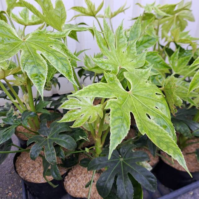 斑入り　ヤツデ　紬絞り