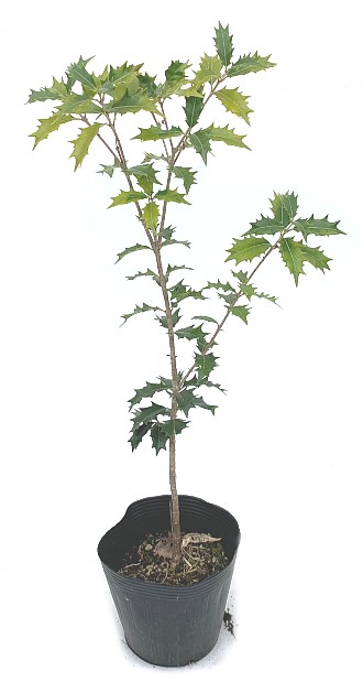 ヒイラギ 40cm