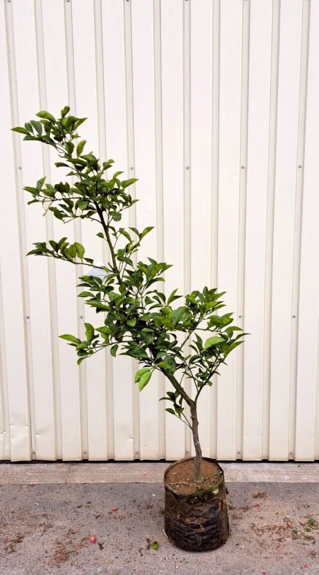紅八朔　ベニハッサク　植木組合　柑橘