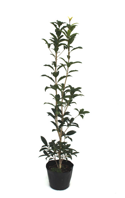 キンモクセイ 80cm