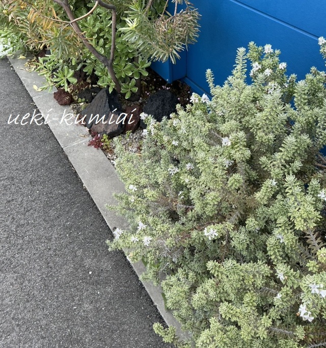 ウエストリンギア白　斑入り　スモーキーホワイト　植木組合