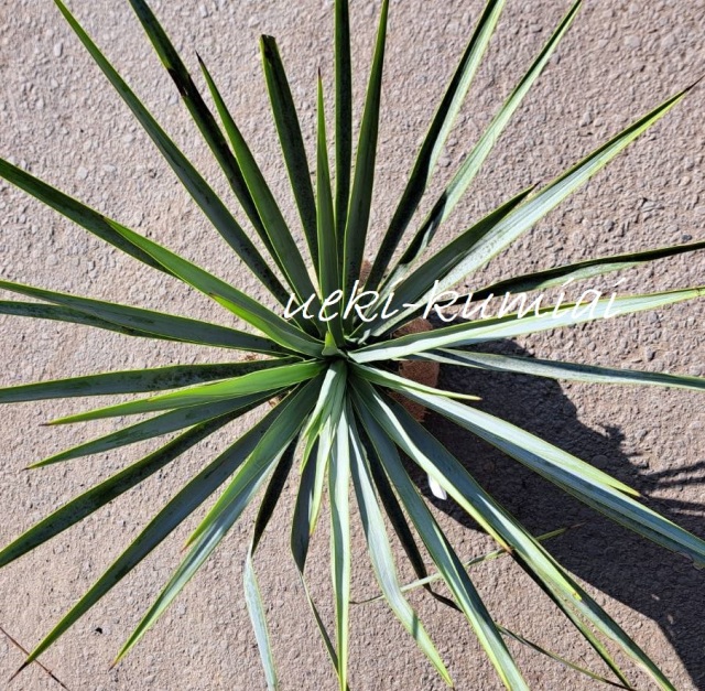 ユッカロストラーダ リギダ ゆっかろすとらーだ りぎだ 植木組合