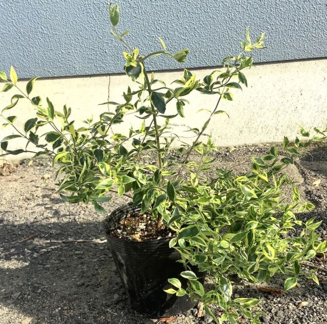 アベリア　ホープレイズ　植木組合　15.0ｐ