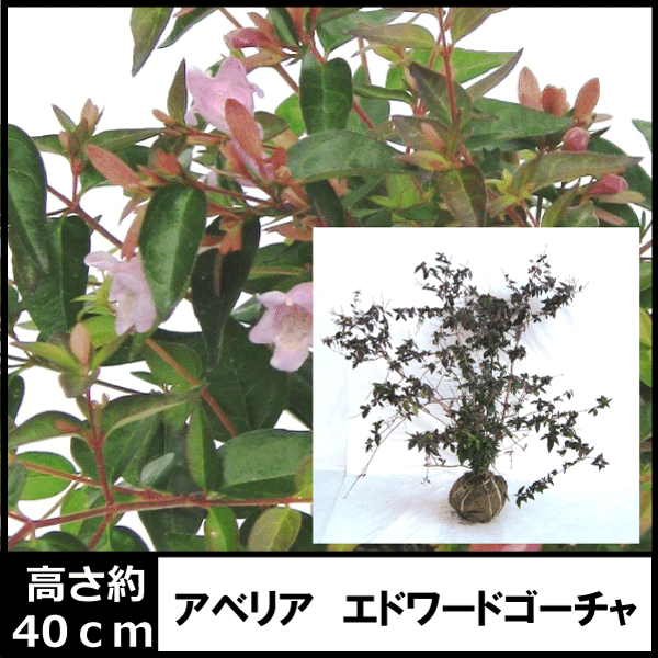 アベリア　赤花　エドワードゴーチャ苗　
