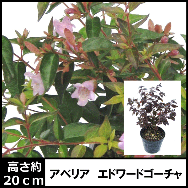 アベリア 赤花 エドワードゴーチャ苗