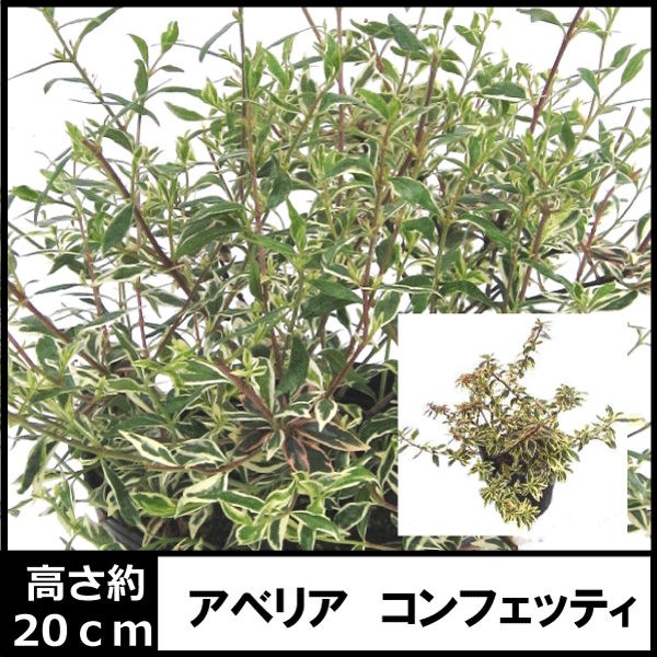 アベリア　コンフェッティー