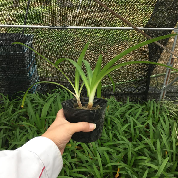 アガパンサス 下草 グランドカバー 植木組合