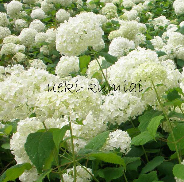 紫陽花 アジサイ アナベル