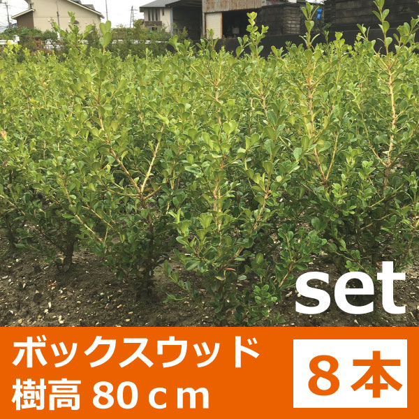 ボックスウッド 生垣 植木組合