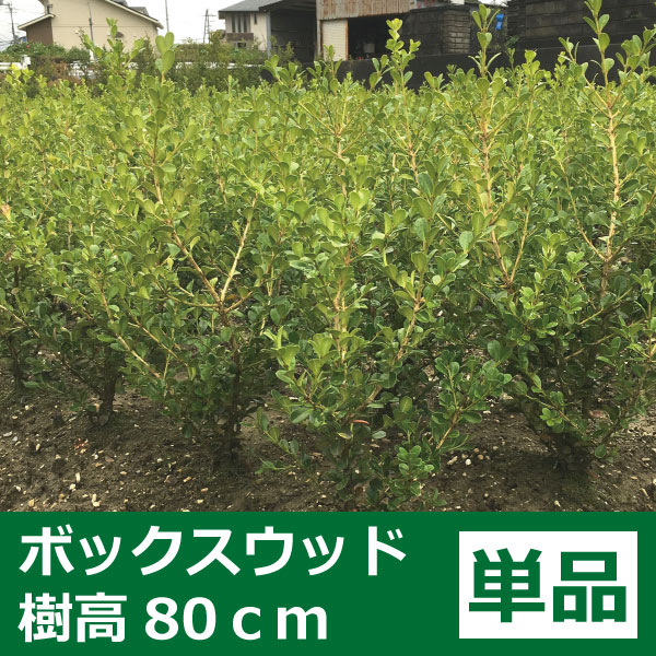 ボックスウッド 生垣 植木組合