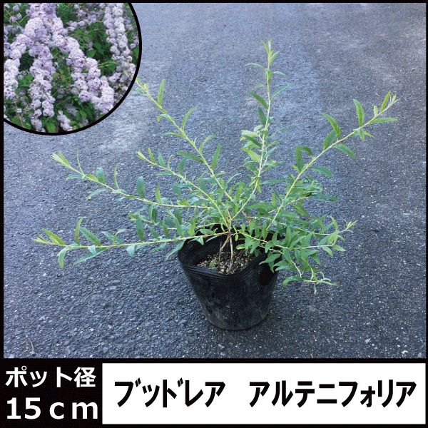 ブッドレア アルテニフォリア