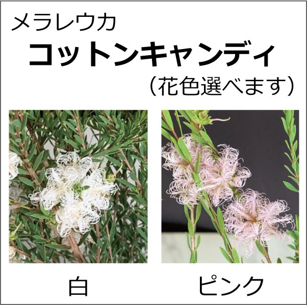 メラレウカ　コットンキャンディ
