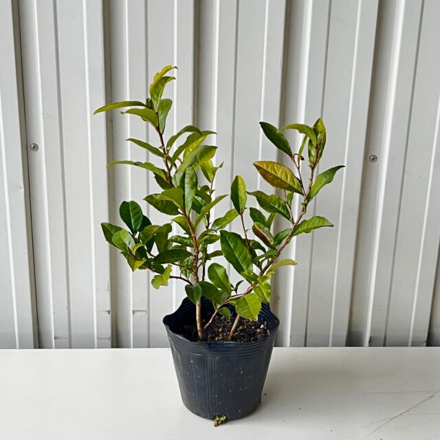 オチャノキ　40cm　　植木組合
