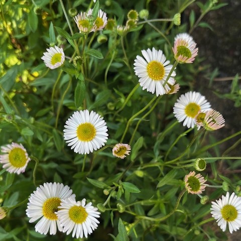 エリゲロン　えりげろん　花　葉　植木組合