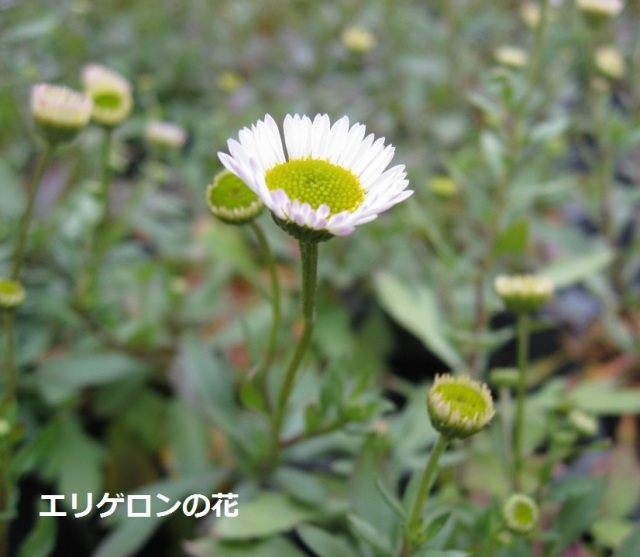 エリゲロン　苗
