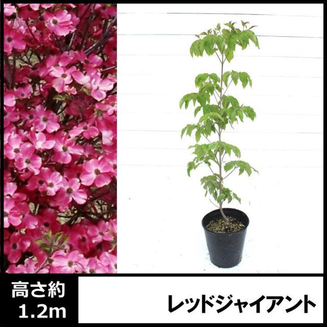 ハナミズキ 赤 レッドジャイアント