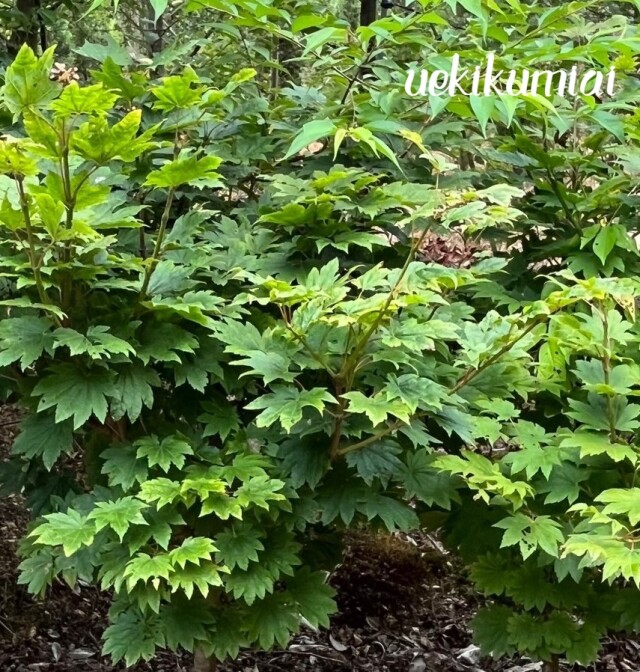 ハウチワカエデ　　植木組合