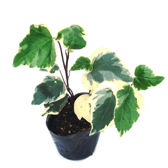 斑入り カナリエンシス 植木組合 バリエガータ
