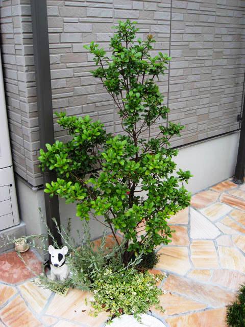 姫しゃりんばい　ヒメシャリンバイ　植栽例