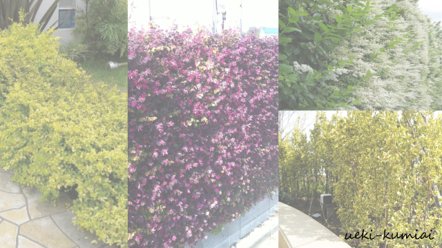 生垣特集　植木組合　植栽例　目隠し　いけがき　垣根 　1280