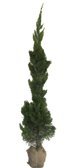 貝塚伊吹　カイズカイブキ　目隠し生垣に