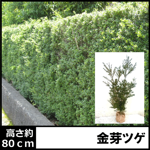 金芽柘植 つげ キンメツゲ