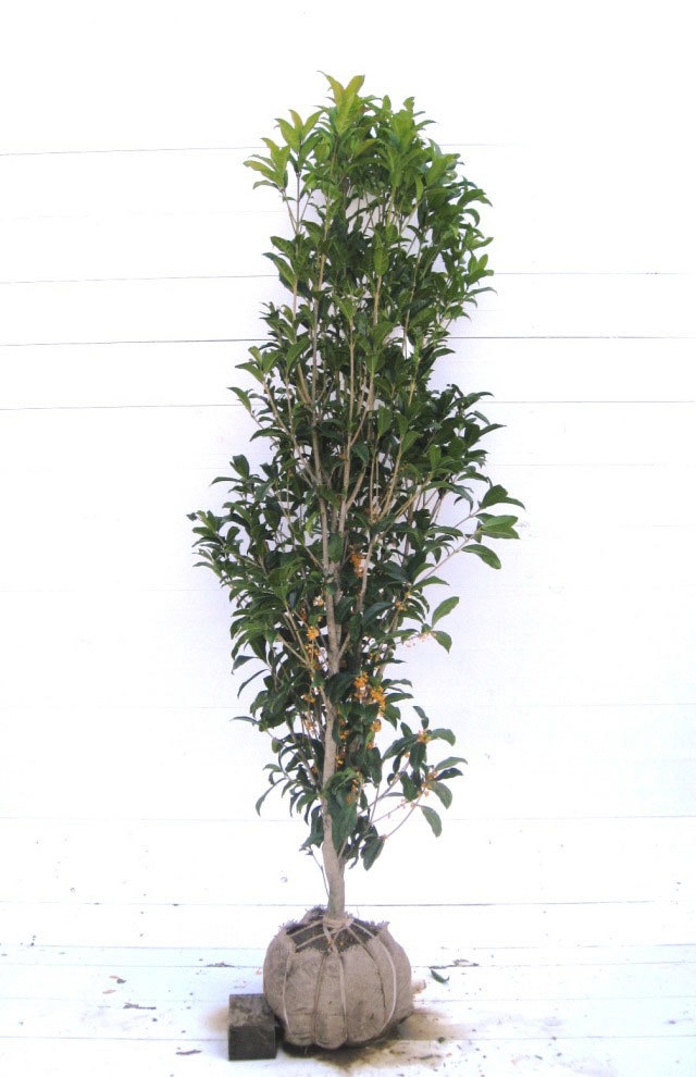 キンモクセイ 1.5m
