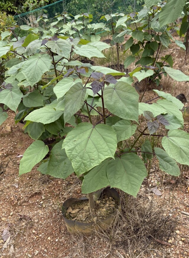 キササゲ　漢方　薬木　植木　庭木　植木組合