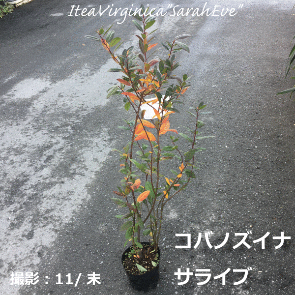 コバノズイナ サライブ