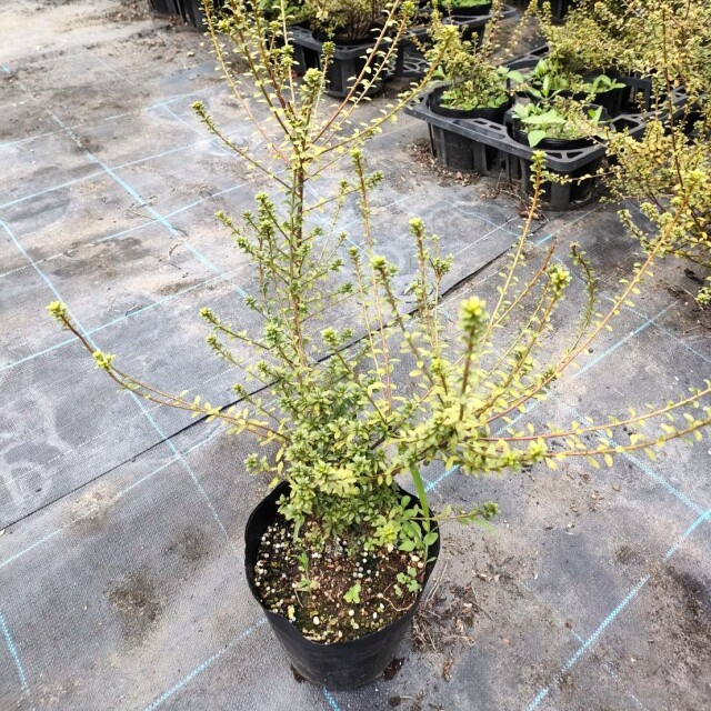 コメツツジ　50cm　　植木組合