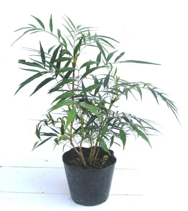 コンフーサ 30cm