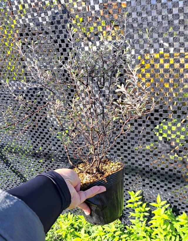 ころきあ　コロキア　ワイヤースター　植木　低木　ドライガーデン　植木組合