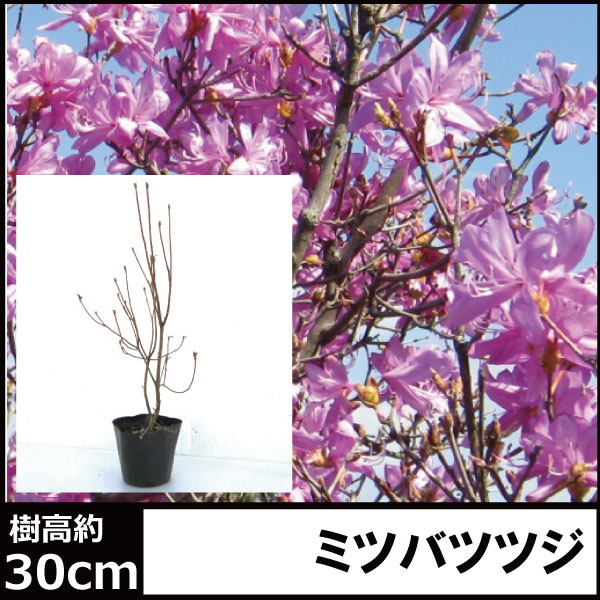 ミツバツツジ コバノミツバ 三つ葉つつじ 苗