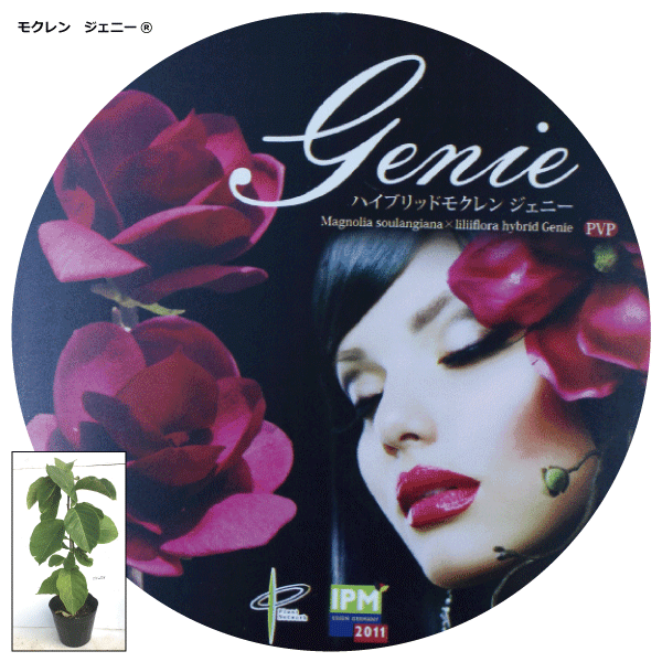 木蓮　ハイブリット　モクレン　ジェニー