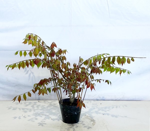 ニシキギ　40cm