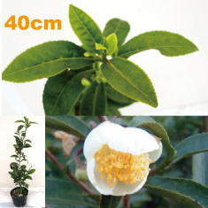 オチャノキ お茶の木