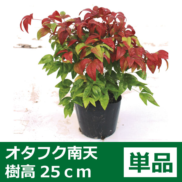 オタフクナンテン (お多福南天・五色南天)
