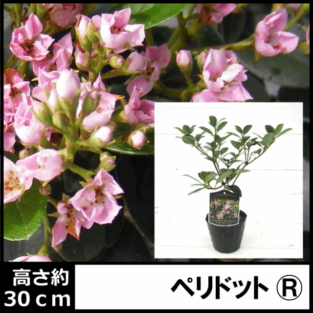 ペリドット シャリンバイ 紅花 ベニバナ 植木組合