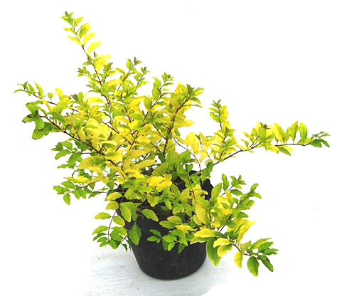 プリペットレモンライム　レモン＆ライム　レモンアンドクリッパーズ　黄色　葉　花　植栽例　メイン