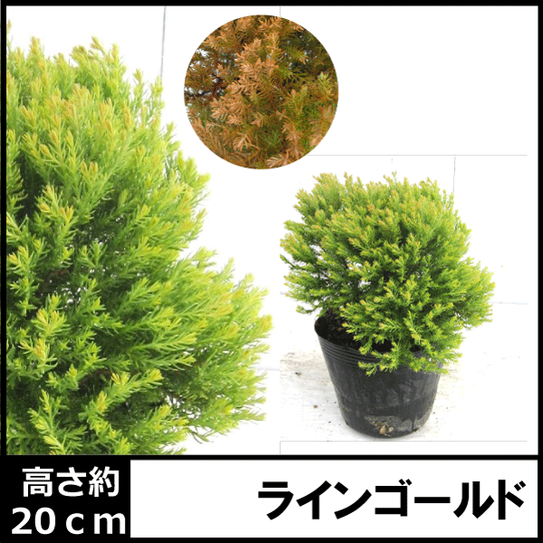 コニファー　ラインゴールド　苗