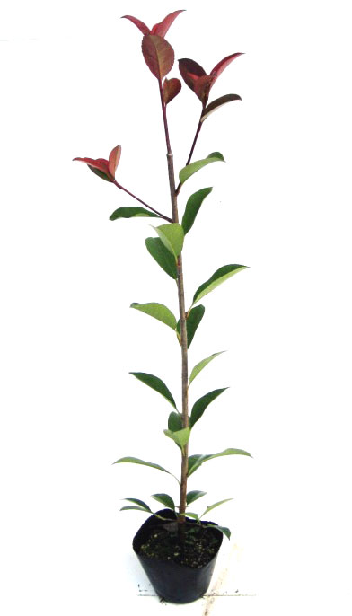 レッドロビン　40ｃｍ