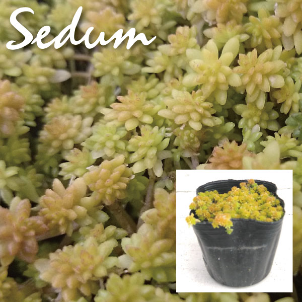 植木組合の セダム 多肉植物 オーレウス ゴールデンカーペット 万年草