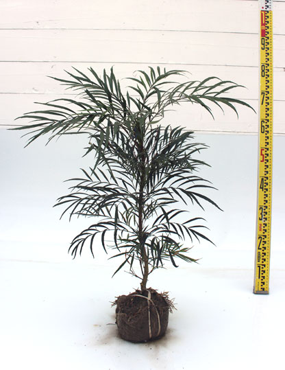 セイリュウ 50cm