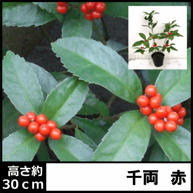 千両 センリョウ