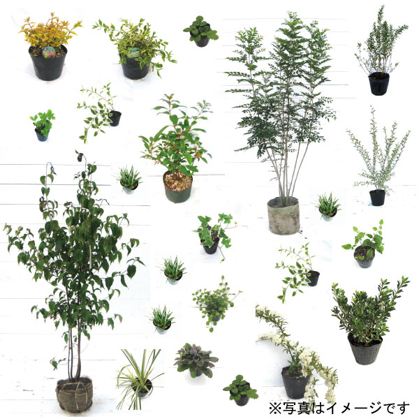 ガーデンセット