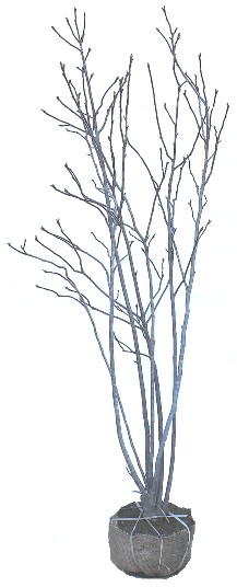 シモクレン 1.5m