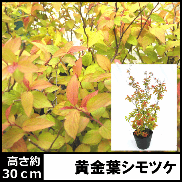 黄金しもつけ　オウゴンシモツケ