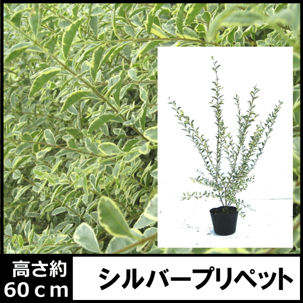 シルバープリペット　　植木組合　銀葉　斑入り　フイリ　低木　生垣　葉　花